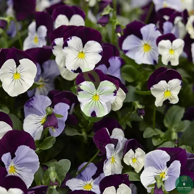 (п.ф.) Виола Кул Вейв Виолет Винг F1, 100 шт (№4-47)