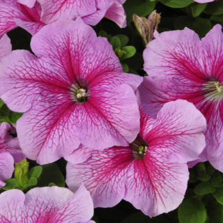 (п.ф.) Петуния Дримс Пинк Вейн F1,