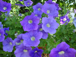 (п.ф.) Петуния Рамблин Скай Блю