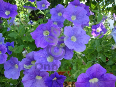 (п.ф.) Петуния Рамблин Скай Блю