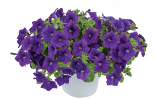 (п.ф.) Петуния Нивола Блю, 100 драже (№9-1-92)