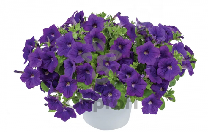 (п.ф.) Петуния Нивола Блю, 100 драже (№9-1-92)