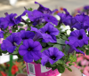 (п.ф.) Петуния Нивола Блю, 100 драже (№9-1-92)