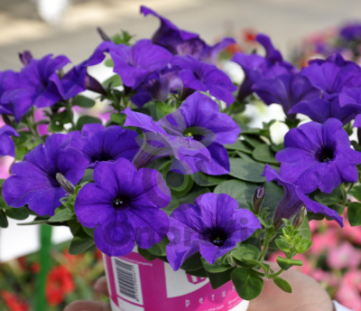 (п.ф.) Петуния Нивола Блю, 100 драже (№9-1-92)