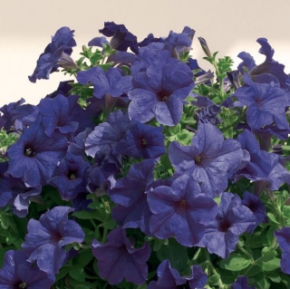 (п.ф.) Петуния Нивола Блю, 100 драже (№9-1-92)