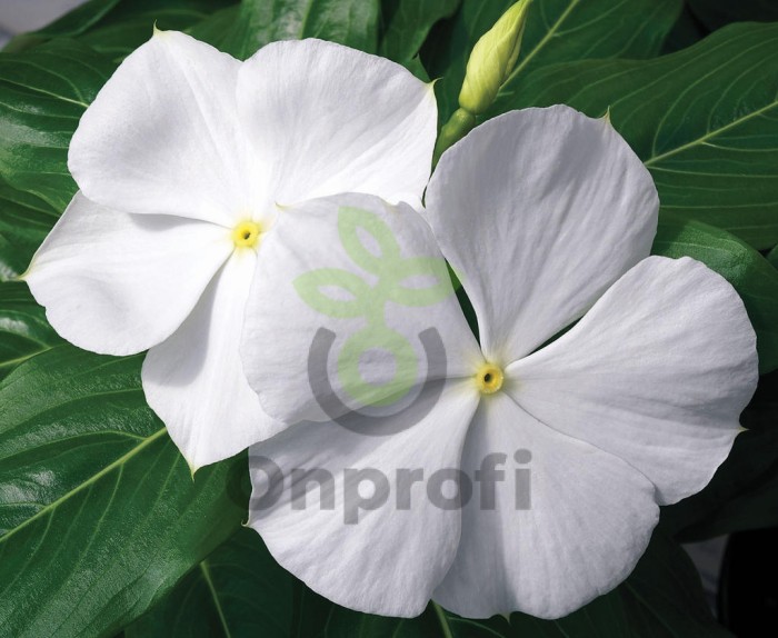 (п.ф.) Катарантус Медитеррианен ХР Вайт,