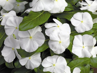 (п.ф.) Катарантус Медитеррианен ХР Вайт,