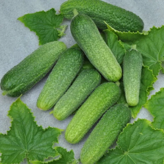 Огурец Атос F1,