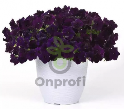(п.ф.) Петуния Изи Вейв Нэви Велюр F1,