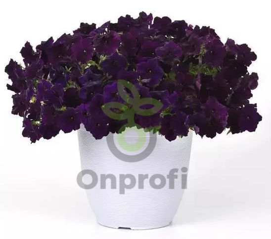 (п.ф.) Петуния Изи Вейв Нэви Велюр F1,