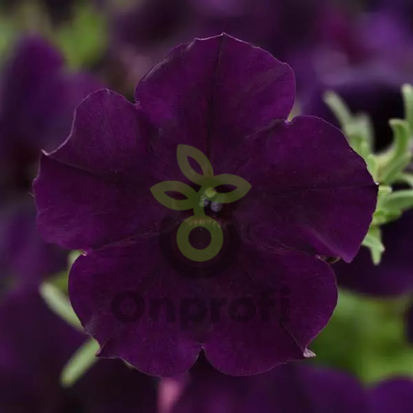 (п.ф.) Петуния Изи Вейв Нэви Велюр F1,