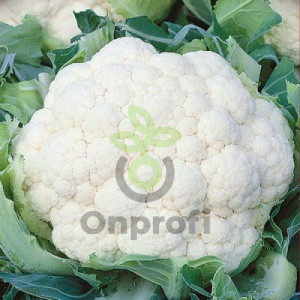 Капуста цветная Мовир 74, 0,5гр (фасовка)