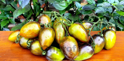 Томат Атомный виноград Брэда, 0,5гр (фасовка)