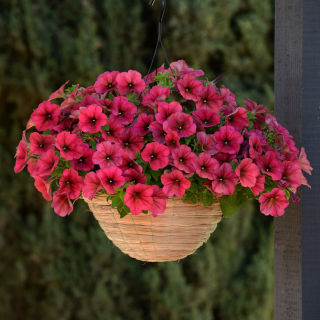 (п.ф.) Петуния Изи Вейв Берри Велюр F1, 100 драже (№9-4-93)