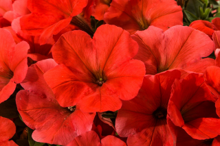 (п.ф.) Петуния Май Лав Оранж Ред, 100 драже (№9-5-68)