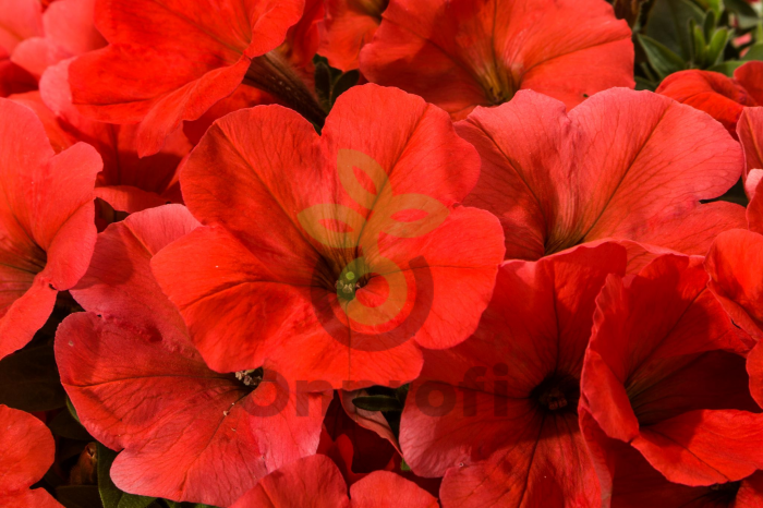 (п.ф.) Петуния Май Лав Оранж Ред, 100 драже (№9-5-68)