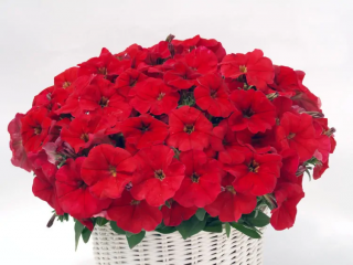 (п.ф.) Петуния Май Лав Оранж Ред, 100 драже (№9-5-68)