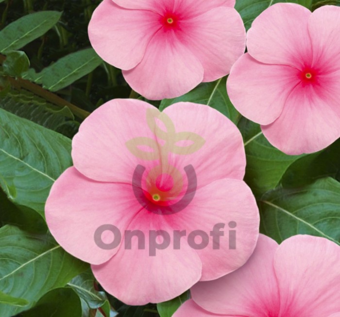 (п.ф.) Катарантус Пацифика ХР Блаш,