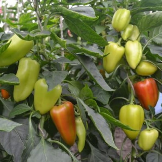 Перец Кондор,