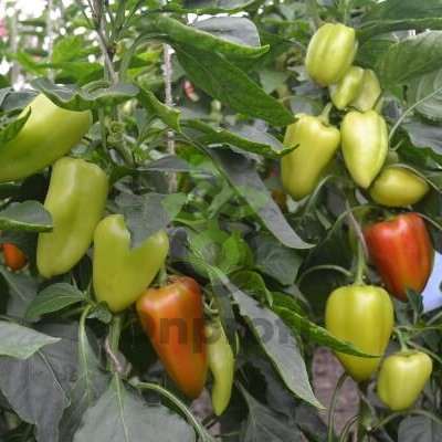 Перец Кондор,