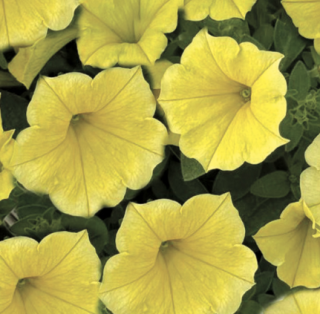 (п.ф.) Петуния Пендолино Голден Еллоу,