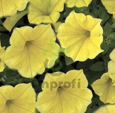 (п.ф.) Петуния Пендолино Голден Еллоу,