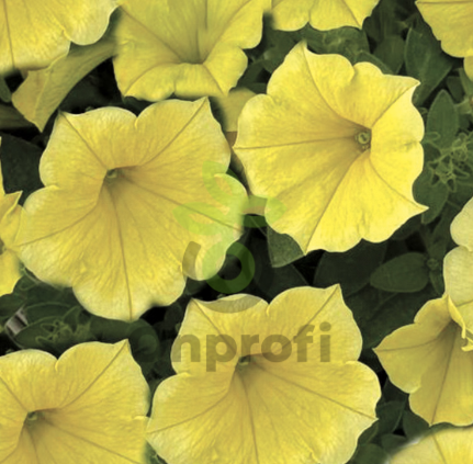 (п.ф.) Петуния Пендолино Голден Еллоу,