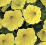 (п.ф.) Петуния Пендолино Голден Еллоу,