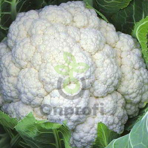 Капуста цветная Парижанка, 0,5гр (фасовка)