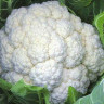 Капуста цветная Парижанка, 0,5гр (фасовка)