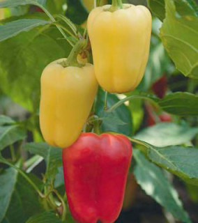 Перец Фараон F1,