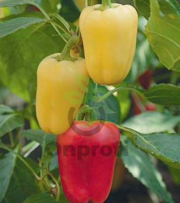 Перец Фараон F1, 25шт (фасовка)