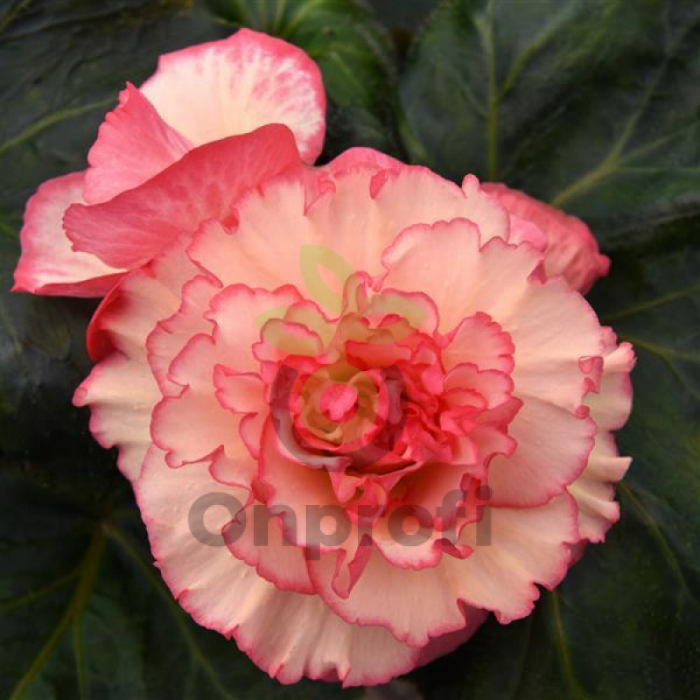 (п.ф.) Бегония АмериГибрид Пикоти Вайт Пинк, 100 шт (№6-126)