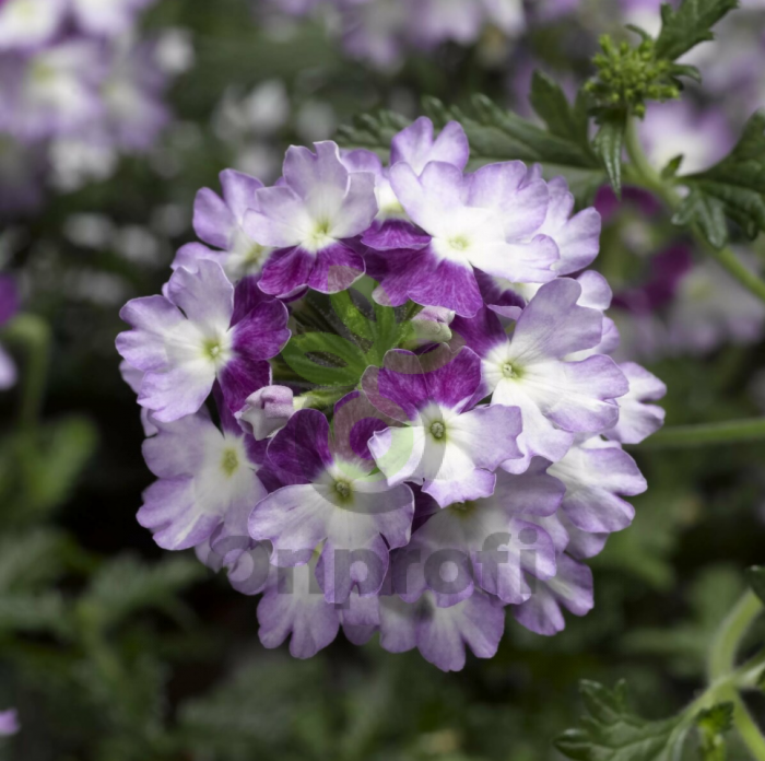 (п.ф.) Вербена Обсешн Твистер Парпл, 100 шт (№6-170)