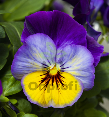 (п.ф.) Виола Кул Вейв Морфо F1, 1000 шт (№4-67)