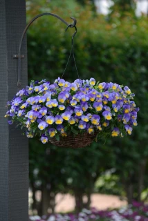 (п.ф.) Виола Кул Вейв Морфо F1, 1000 шт (№4-67)