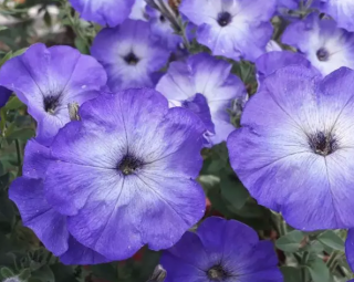 (п.ф.) Петуния Джоконда Сатурн Блю,