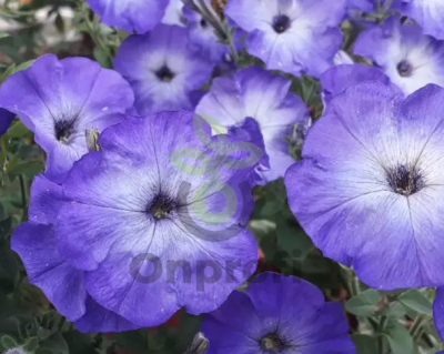 (п.ф.) Петуния Джоконда Сатурн Блю,