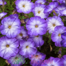 (п.ф.) Петуния Джоконда Сатурн Блю,