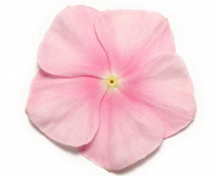 (п.ф.) Катарантус Пацифика ХР Айс Пинк,