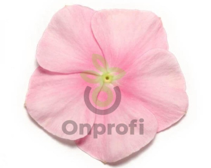 (п.ф.) Катарантус Пацифика ХР Айс Пинк,