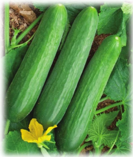 Огурец Практик F1,
