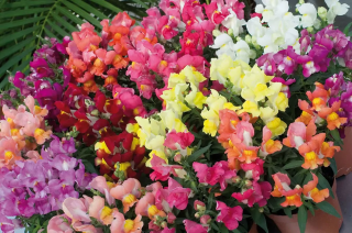 (п.ф.) Львиный зев Снэппи Микс,