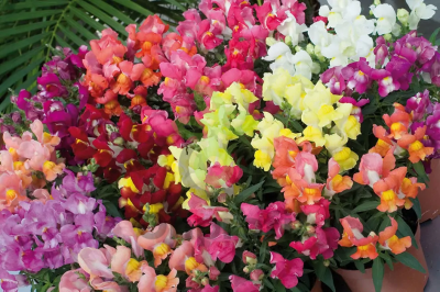 (п.ф.) Львиный зев Снэппи Микс,