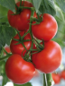 Томат Самара F1,