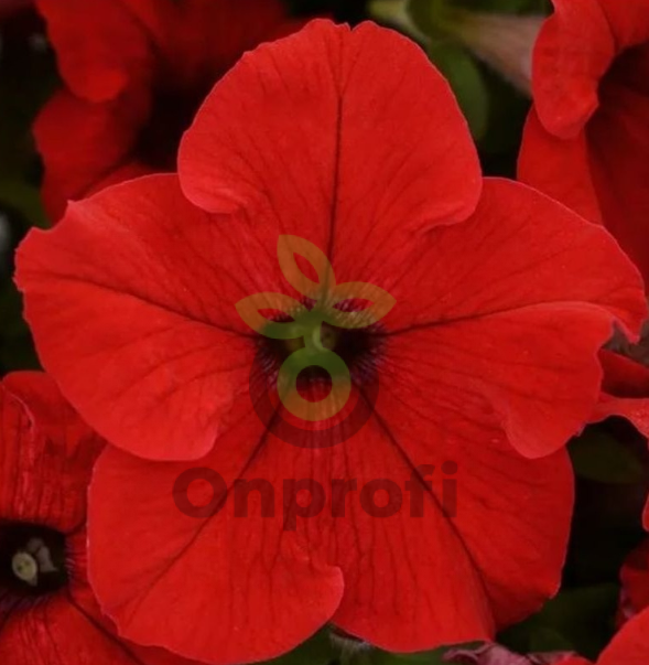 (п.ф.) Петуния Трилоджи Ред, 100 драже (№9-1-141)