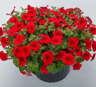 (п.ф.) Петуния Трилоджи Ред,