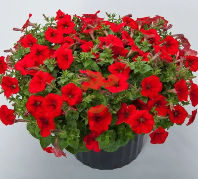 (п.ф.) Петуния Трилоджи Ред,