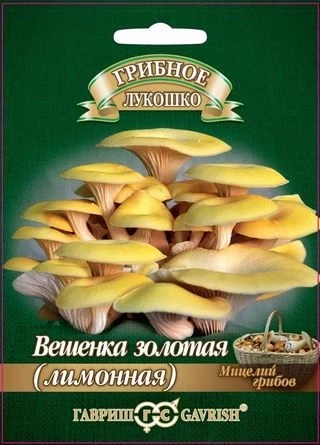 (м.ф.) Грибы вешенка золотая Лимонная, 12шт