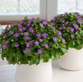 (п.ф.) Экзакум Роял Дейн Дип Блю, 1000 драже (№6-210)